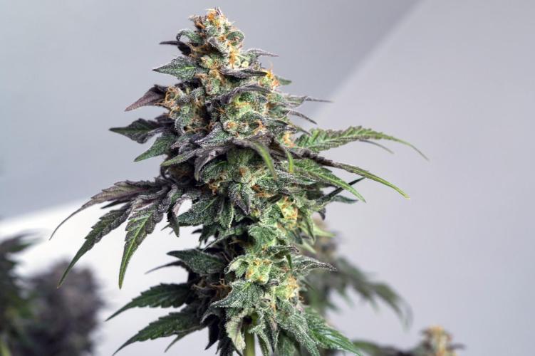 Eight amazing strains in a 4x4 / ORGANIC. Week 12 - Dutch Treat x Blackberry honey / IN HOUSE GENETICS (Pheno #1)