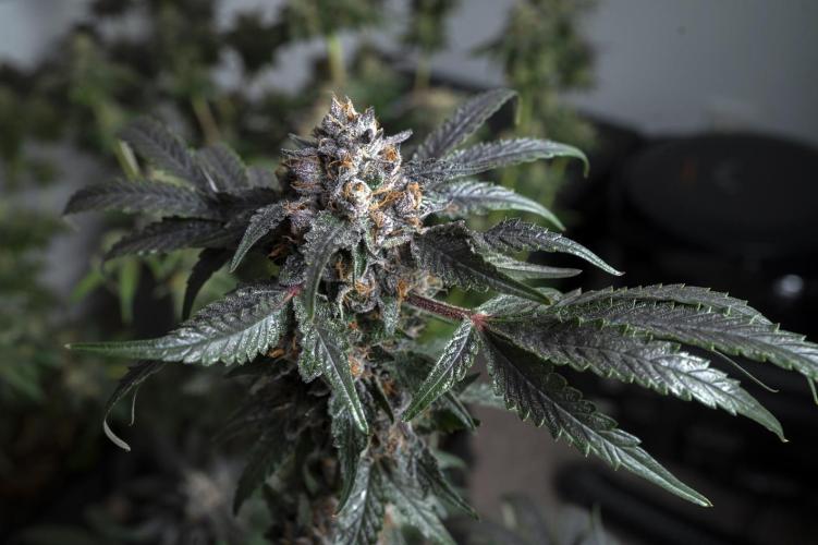 Eight amazing strains in a 4x4 / ORGANIC. Week 12 - Sunset Martini / LIT FARMS