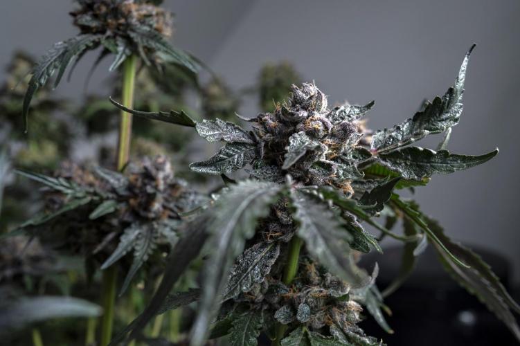 Eight amazing strains in a 4x4 / ORGANIC. Week 12 - Sunset Martini / LIT FARMS