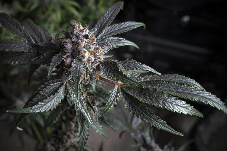 Eight amazing strains in a 4x4 / ORGANIC. Week 12 - Sunset Martini / LIT FARMS