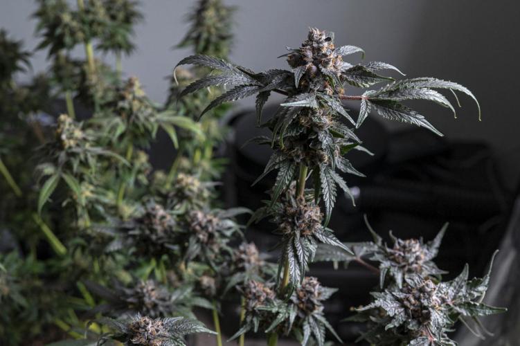 Eight amazing strains in a 4x4 / ORGANIC. Week 12 - Sunset Martini / LIT FARMS