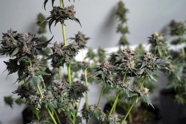 Eight amazing strains in a 4x4 / ORGANIC. Week 12 - Sunset Martini / LIT FARMS