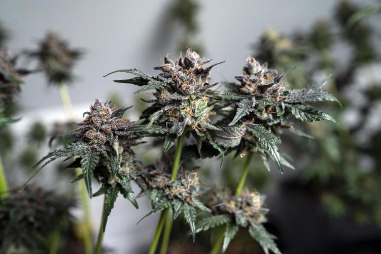 Eight amazing strains in a 4x4 / ORGANIC. Week 12 - Sunset Martini / LIT FARMS