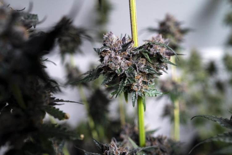 Eight amazing strains in a 4x4 / ORGANIC. Week 12 - Sunset Martini / LIT FARMS