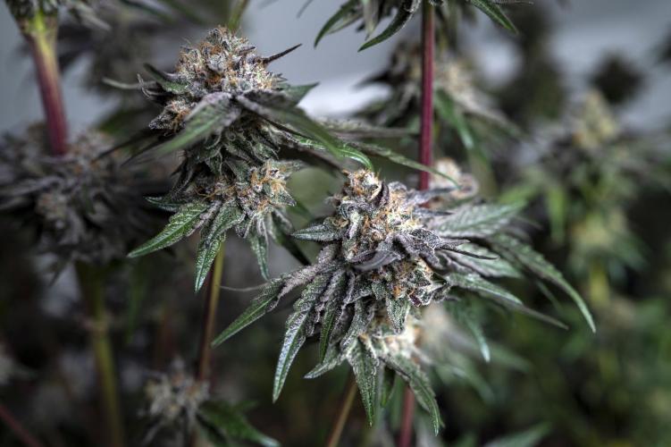 Eight amazing strains in a 4x4 / ORGANIC. Week 12 - Double Rainbow Sherb / LIT FARMS