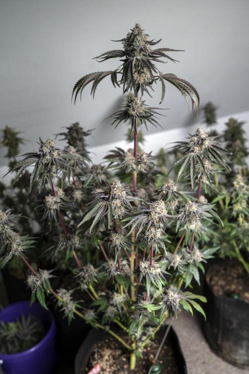 Eight amazing strains in a 4x4 / ORGANIC. Week 12 - Double Rainbow Sherb / LIT FARMS