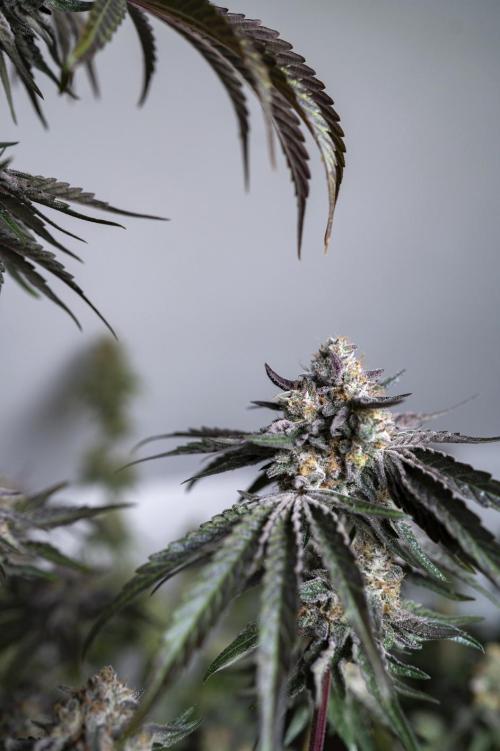 Eight amazing strains in a 4x4 / ORGANIC. Week 12 - Double Rainbow Sherb / LIT FARMS