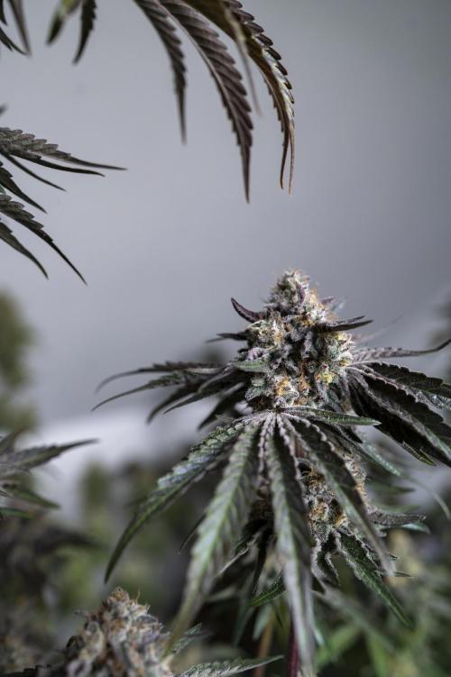 Eight amazing strains in a 4x4 / ORGANIC. Week 12 - Double Rainbow Sherb / LIT FARMS