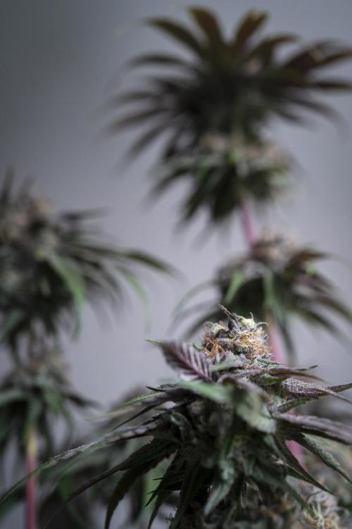 Eight amazing strains in a 4x4 / ORGANIC. Week 12 - Double Rainbow Sherb / LIT FARMS