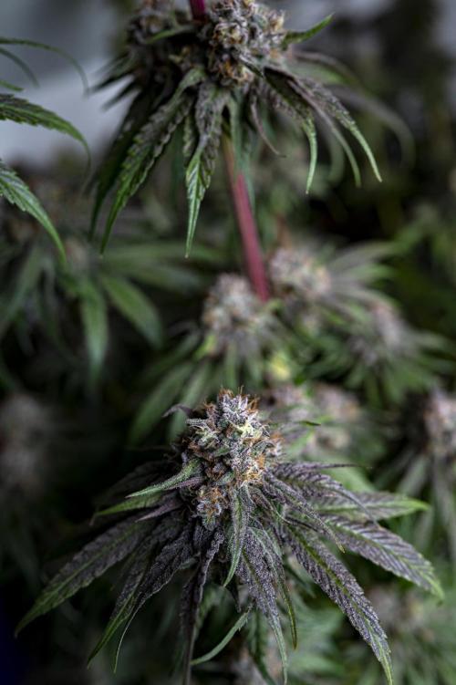 Eight amazing strains in a 4x4 / ORGANIC. Week 12 - Orange OG / LIT FARMS