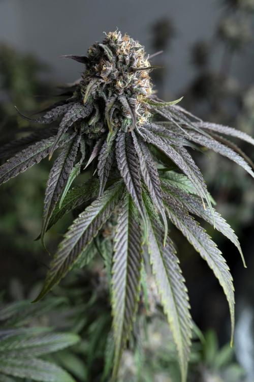 Eight amazing strains in a 4x4 / ORGANIC. Week 12 - Orange OG / LIT FARMS