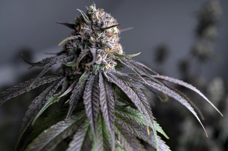 Eight amazing strains in a 4x4 / ORGANIC. Week 12 - Orange OG / LIT FARMS (The gaziest !!) 