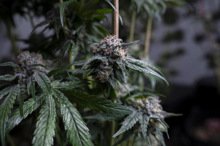 Eight amazing strains in a 4x4 / ORGANIC. Week 12 - Orange OG / LIT FARMS