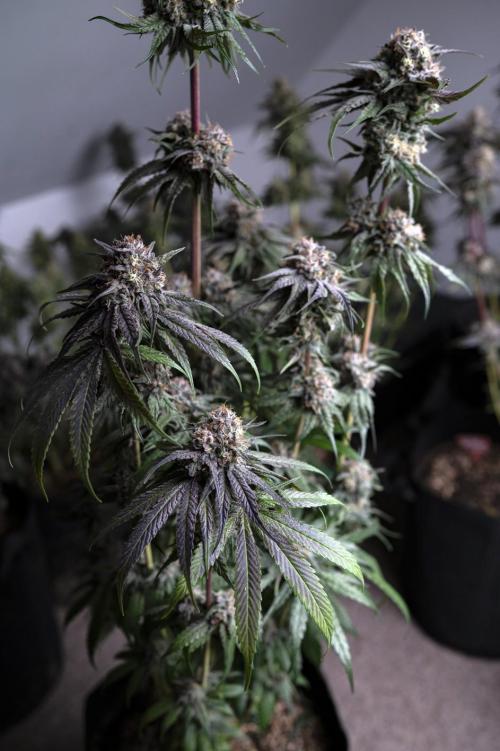 Eight amazing strains in a 4x4 / ORGANIC. Week 12 - Orange OG / LIT FARMS