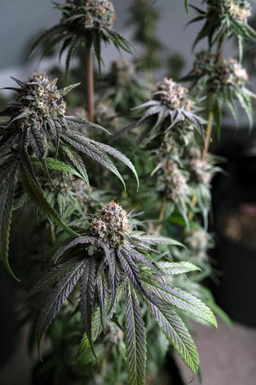 Eight amazing strains in a 4x4 / ORGANIC. Week 12 - Orange OG / LIT FARMS