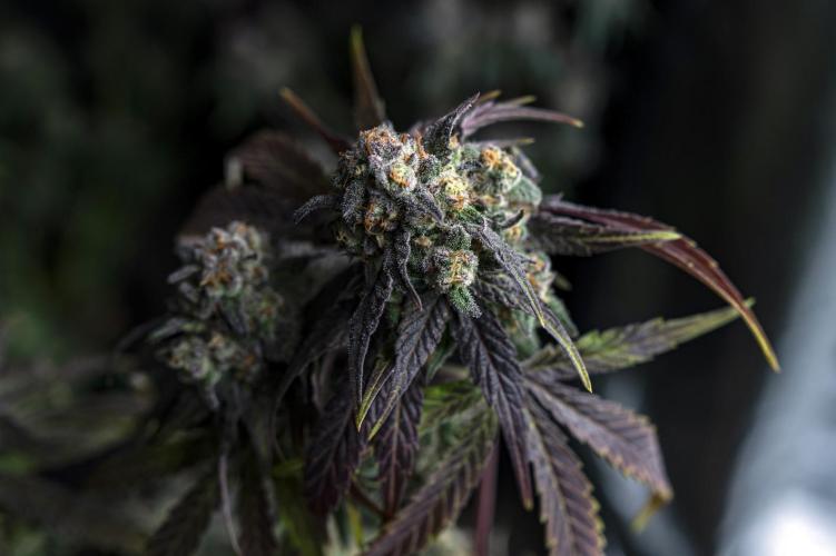 Eight amazing strains in a 4x4 / ORGANIC. Week 12 - Dutch Treat x Blackberry honey / IN HOUSE GENETICS (Pheno #2)