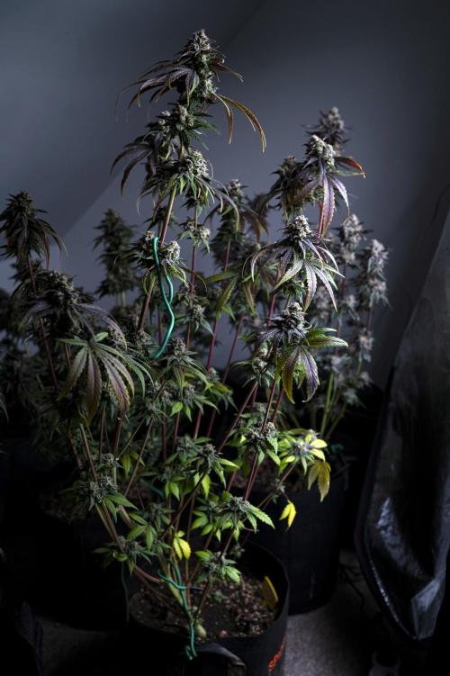 Eight amazing strains in a 4x4 / ORGANIC. Week 12 - Dutch Treat x Blackberry honey / IN HOUSE GENETICS (Pheno #2)