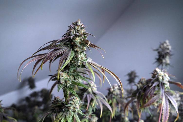 Eight amazing strains in a 4x4 / ORGANIC. Week 12 - Dutch Treat x Blackberry honey / IN HOUSE GENETICS (Pheno #2)