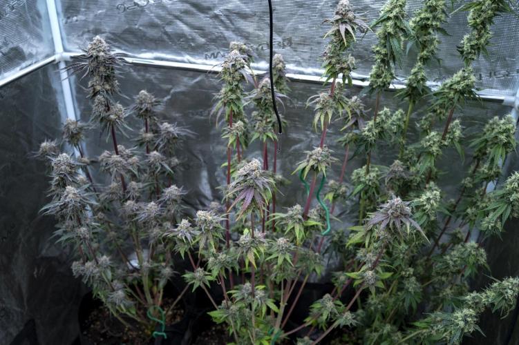 Eight amazing strains in a 4x4 / ORGANIC. Week 12 - CANOPY !! 