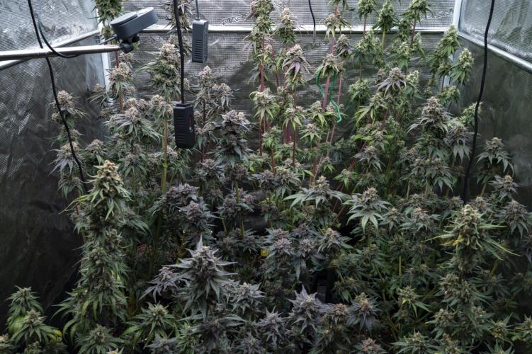 Eight amazing strains in a 4x4 / ORGANIC. Week 12 - CANOPY !! 