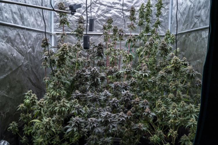 Eight amazing strains in a 4x4 / ORGANIC. Week 12 - CANOPY !! 