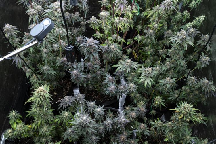 Eight amazing strains in a 4x4 / ORGANIC. Week 12 - CANOPY !! 