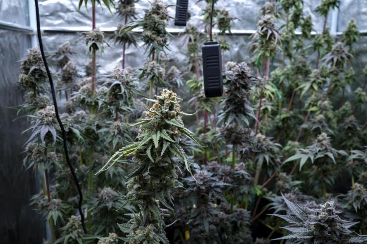 Eight amazing strains in a 4x4 / ORGANIC. Week 12 - CANOPY !! 