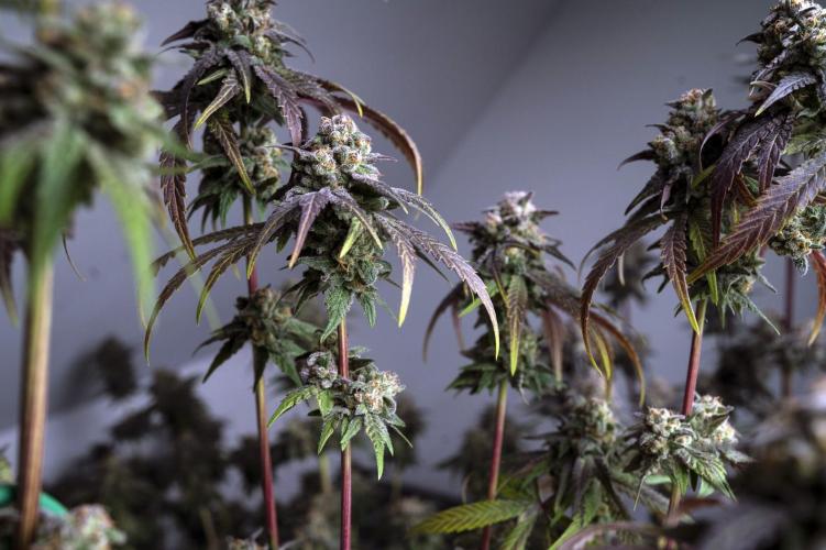 Eight amazing strains in a 4x4 / ORGANIC. Week 12 - Dutch Treat x Blackberry honey / IN HOUSE GENETICS (Pheno #2)