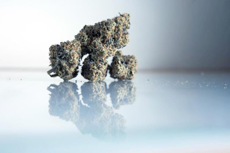 Eight amazing strains in a 4x4 / ORGANIC. Week 14