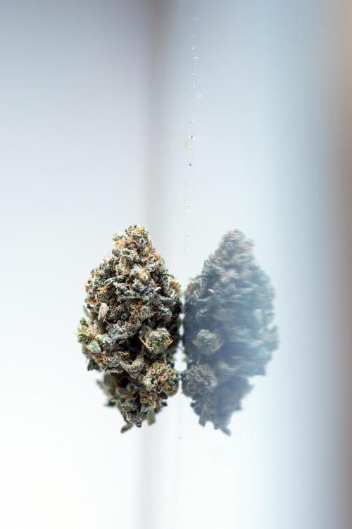 Eight amazing strains in a 4x4 / ORGANIC. Week 14