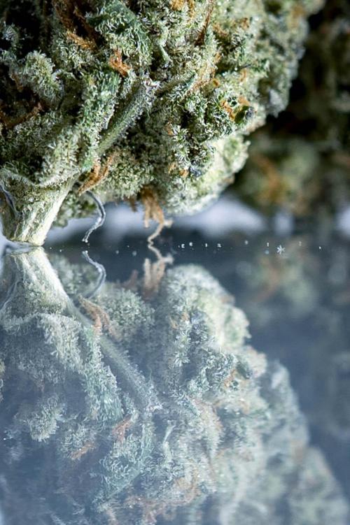 Eight amazing strains in a 4x4 / ORGANIC. Week 14