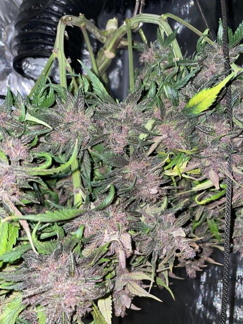 Lemon Cherry Cookies Auto. Week 10