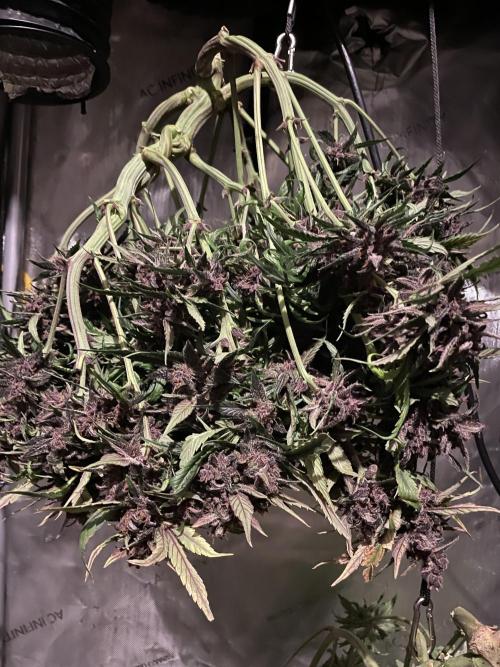 Lemon Cherry Cookies Auto. Week 10