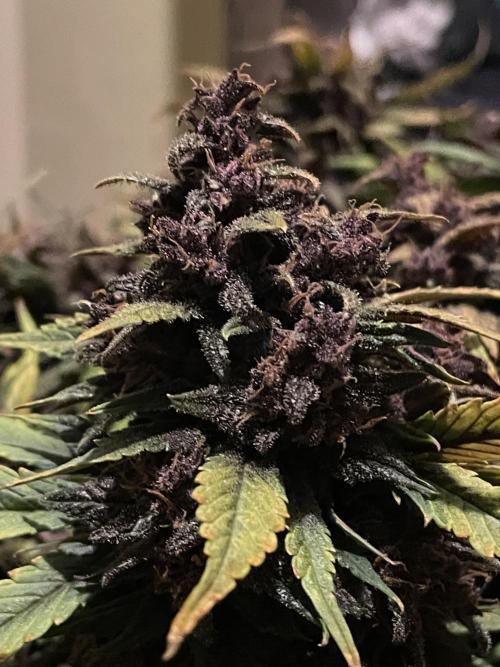 Lemon Cherry Cookies Auto. Week 10