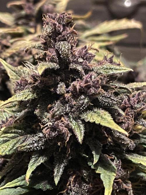 Lemon Cherry Cookies Auto. Week 10
