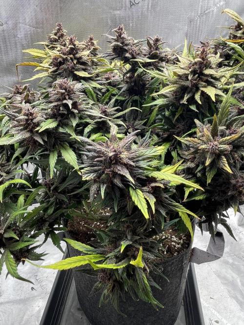 Lemon Cherry Cookies Auto. Week 10
