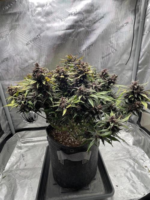 Lemon Cherry Cookies Auto. Week 10