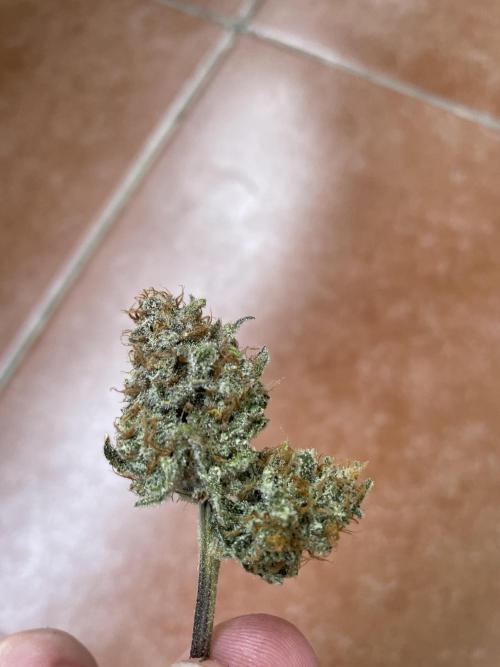 Cherry Cola Auto. Week 10