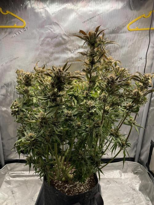 Cherry Cola Auto. Week 10