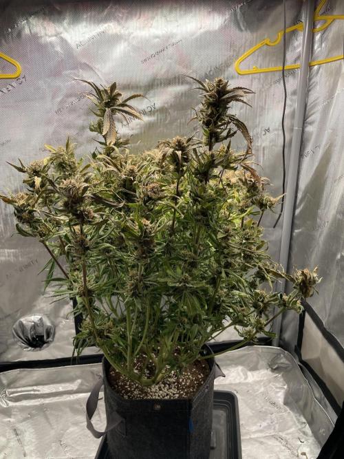 Cherry Cola Auto. Week 10
