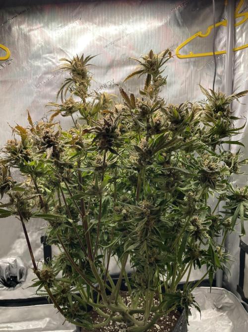 Cherry Cola Auto. Week 10