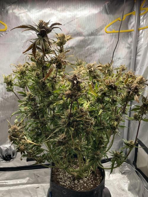 Cherry Cola Auto. Week 10