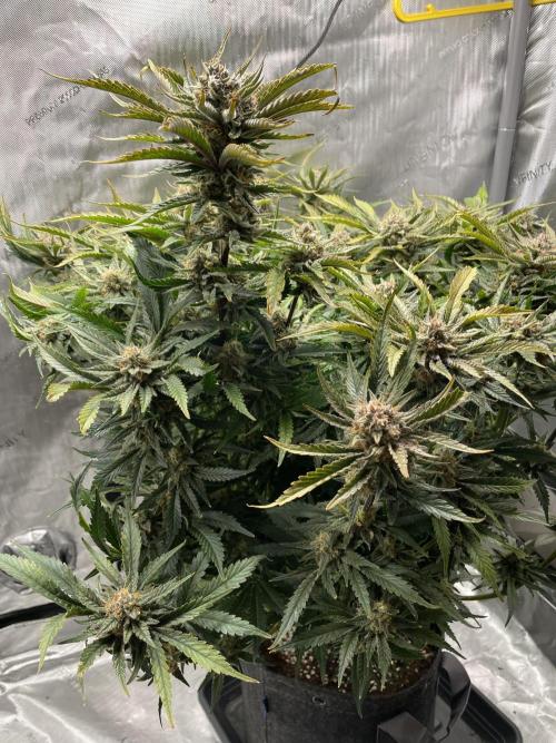 Cherry Cola Auto. Week 10