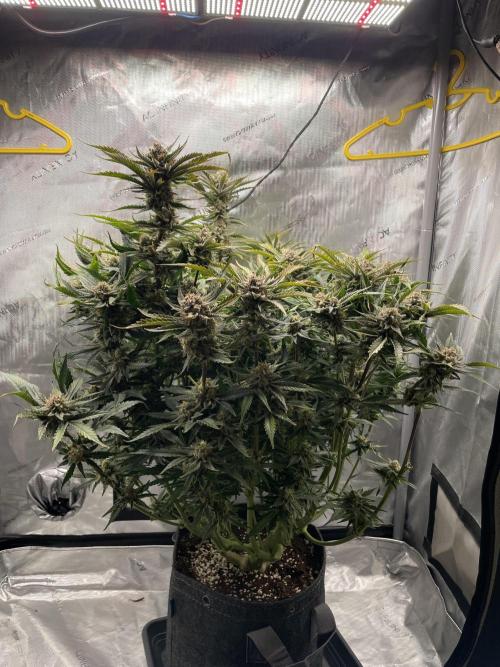 Cherry Cola Auto. Week 10