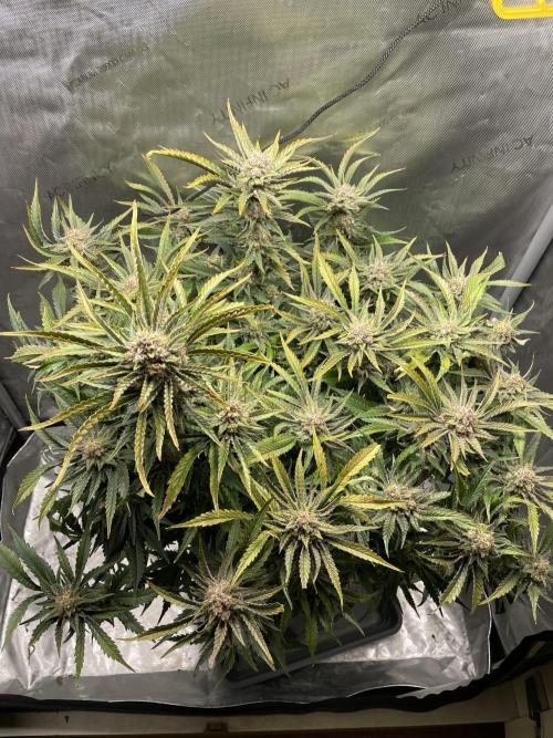 Cherry Cola Auto. Week 10