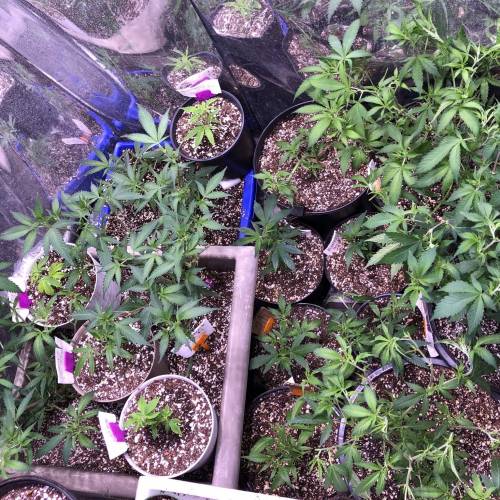 Hawaiian Puff Clone 2020 (I). Week 4