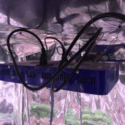 Hawaiian Puff Clone 2020 (I). Week 4