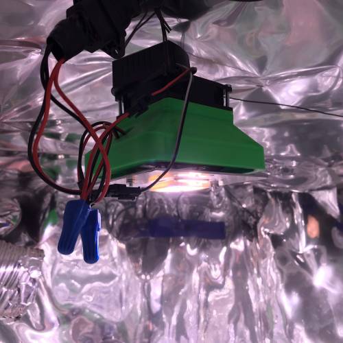 Hawaiian Puff Clone 2020 (I). Week 4