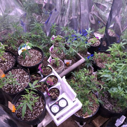 Hawaiian Puff Clone 2020 (I). Week 4