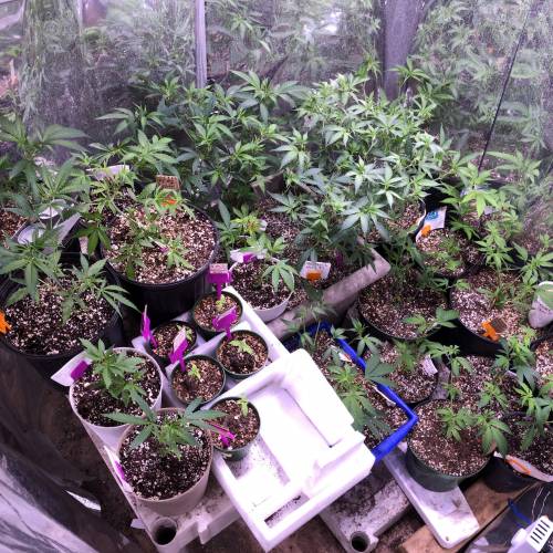 Hawaiian Puff Clone 2020 (I). Week 5